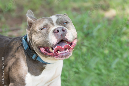 Pitbull smiling and happy