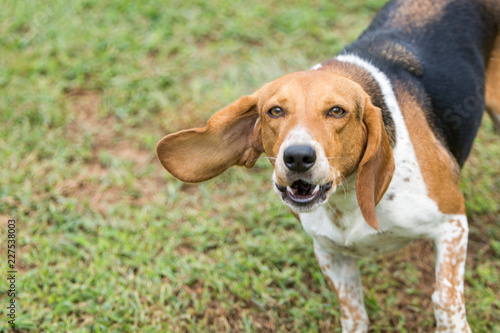 Angry Bassett hound protecting his yard