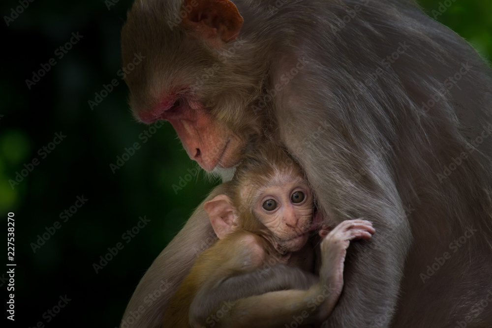 Naklejka premium Rhesus Macaque Monkey i jej dziecko śpiące razem