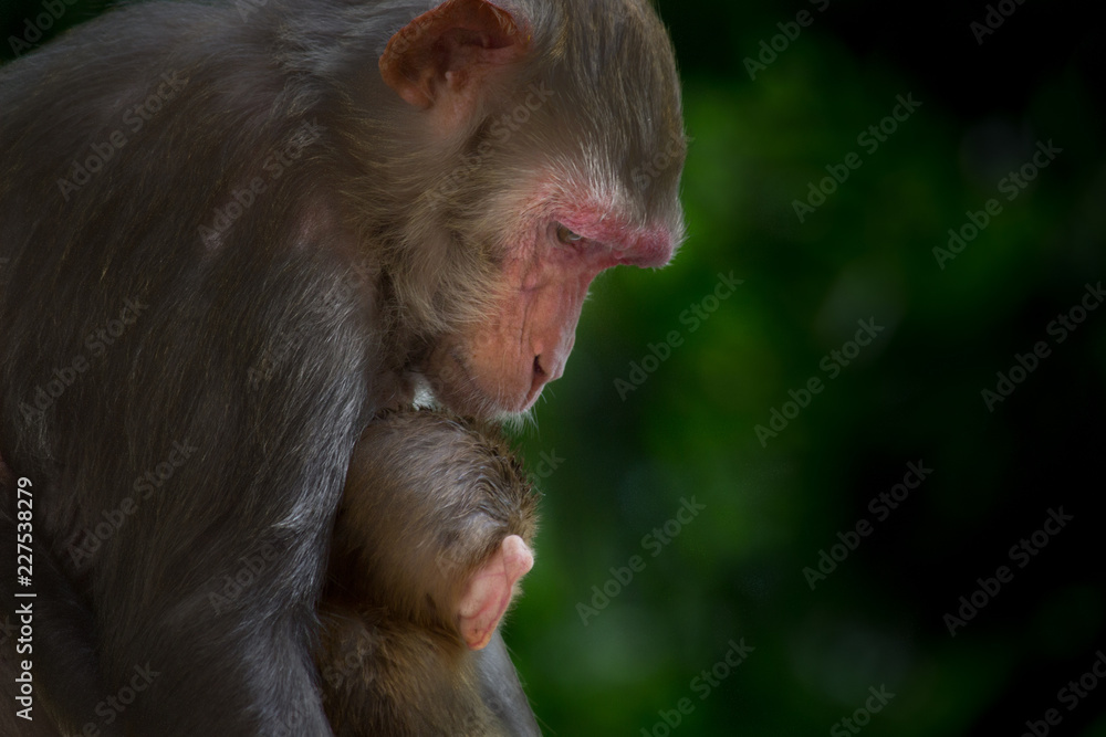 Rhesus Macaque Monkey and her baby sleeping together Rhesus Macaque Monkey and her baby sleeping together