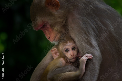 Rhesus Macaque Monkey and her baby sleeping together