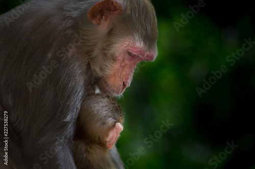 Rhesus Macaque Monkey and her baby sleeping together