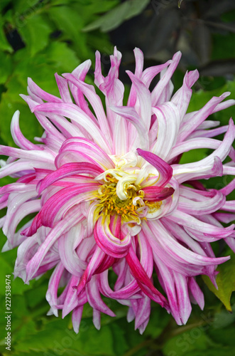 Fototapeta Naklejka Na Ścianę i Meble -  Pink and white curly dahlia flower