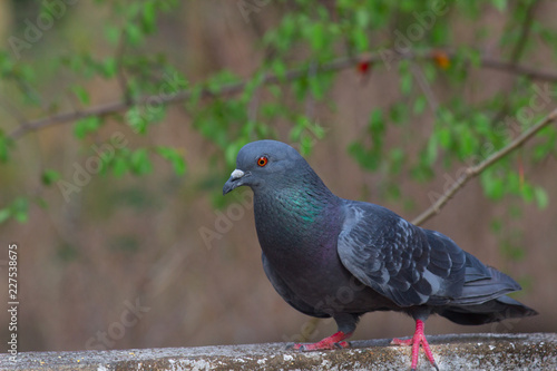 A domestic Pigeon sitting on the grass and looking curiously in its natural habitat.