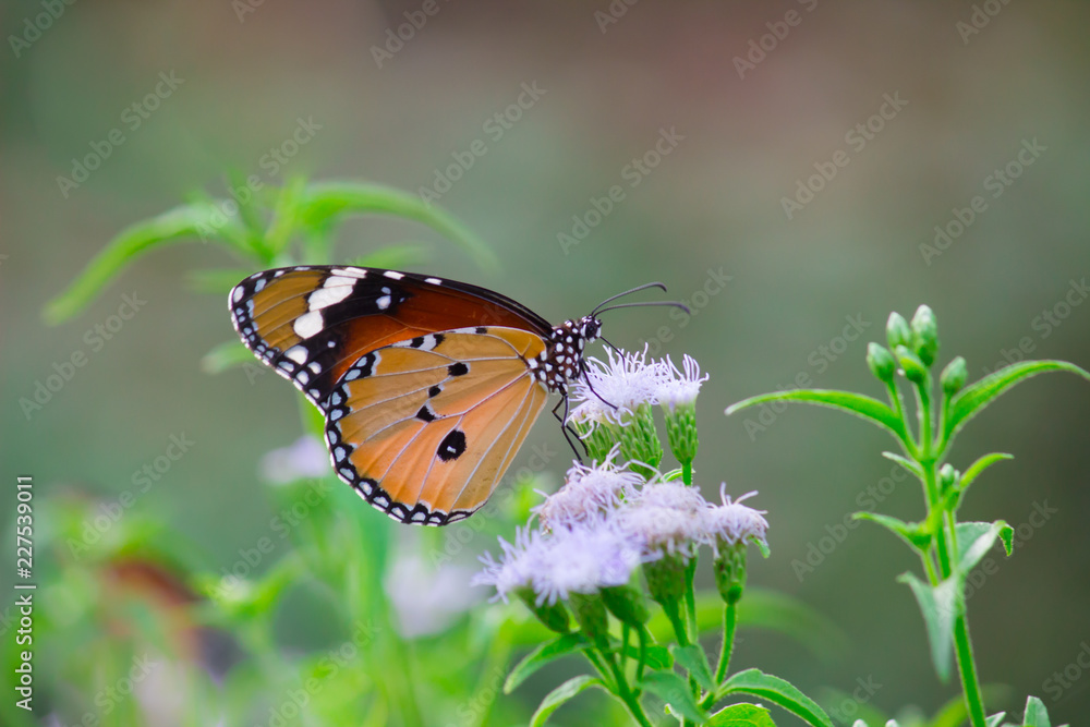 Plain Tiger butterfly sitting on the flower plant with a nice soft background in its natural habitat during the day Plain Tiger butterfly sitting on the flower plant with a nice soft background in its natural habitat during the day