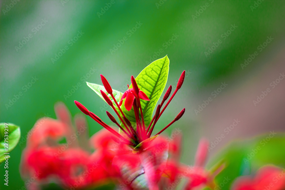Ruby Red produces some of the most vivid red flowers of any of the Pentas that we know. Ruby Red produces some of the most vivid red flowers of any of the Pentas that we know.