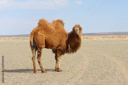 Obraz The Bactrian camel in Mongolia
