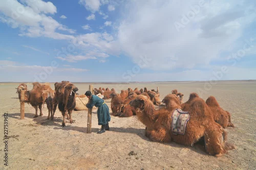 Fototapeta samoprzylepna The Bactrian camel in Mongolia
