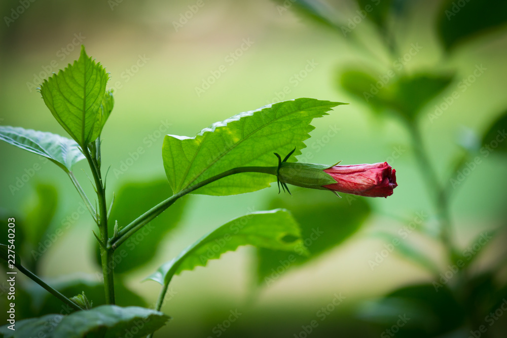 Hibiscus flower hanging from the plant in the garden in soft blurry background Hibiscus flower hanging from the plant in the garden in soft blurry background