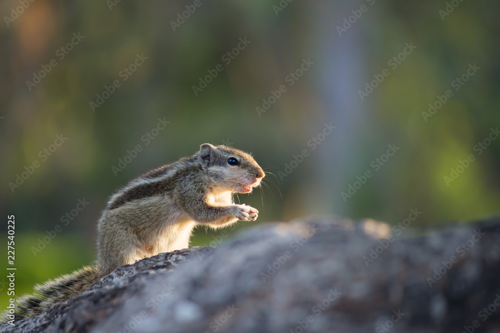 A Squirrel on the tree trunk looking curiously in its natural habitat with a nice soft green blurry background. A Squirrel on the tree trunk looking curiously in its natural habitat with a nice soft green blurry background.