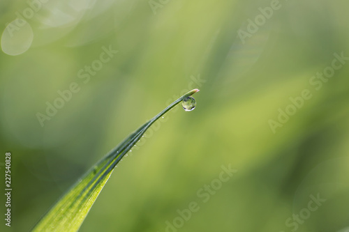 Solitary Grass With Dew © Zippy Lomax