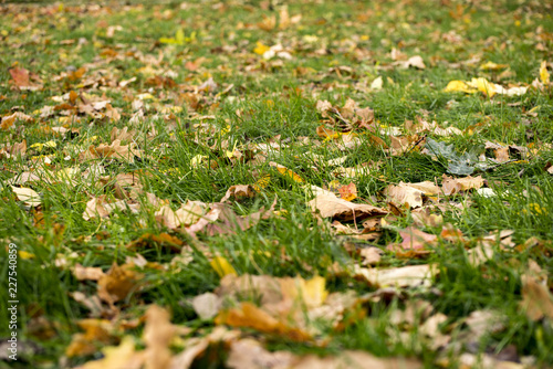 Fototapeta Naklejka Na Ścianę i Meble -  autumn leaves on green grass