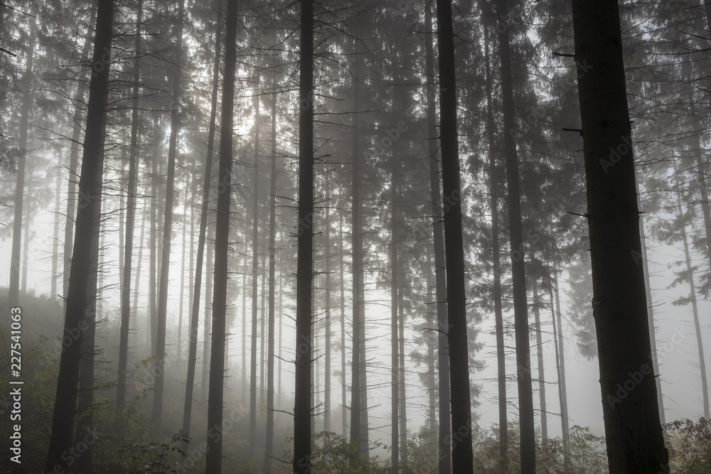 Nebel durchdringt den Wald