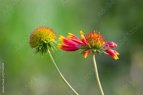 Fototapeta Naklejka Na Ścianę i Meble -  Beautiful Sunflowers blooming away so brightly in the garden with a nice soft background.