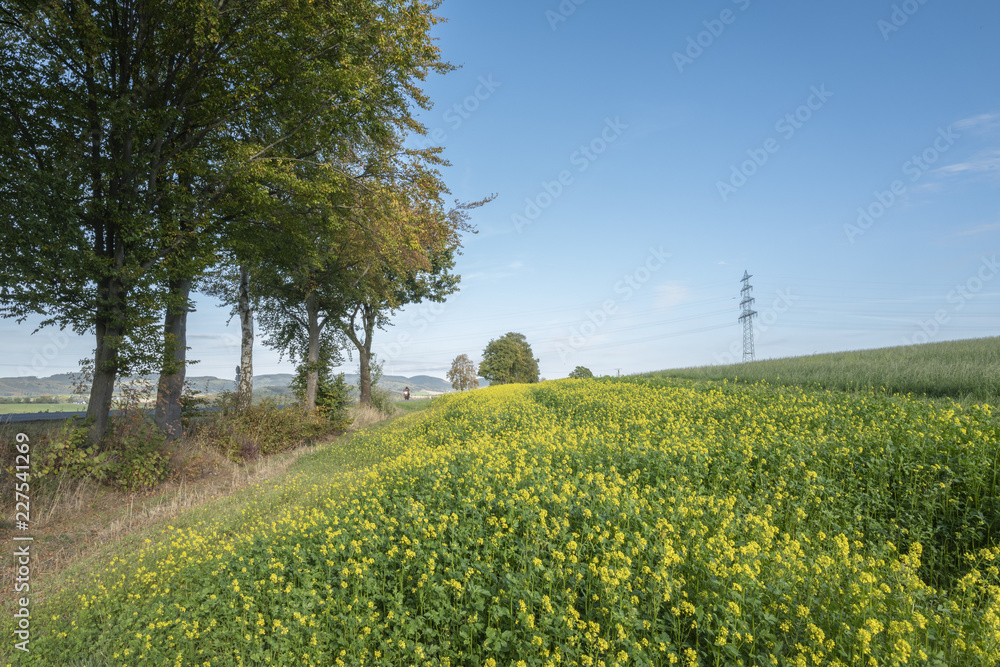 Obraz premium Rapsfeld mit Stromtrasse