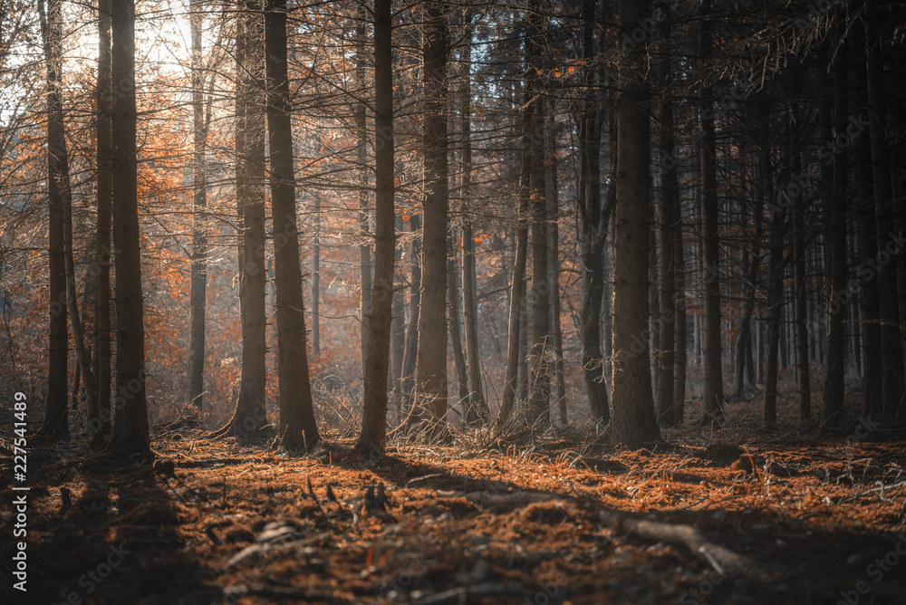 Sunshine through dark forest in autumn