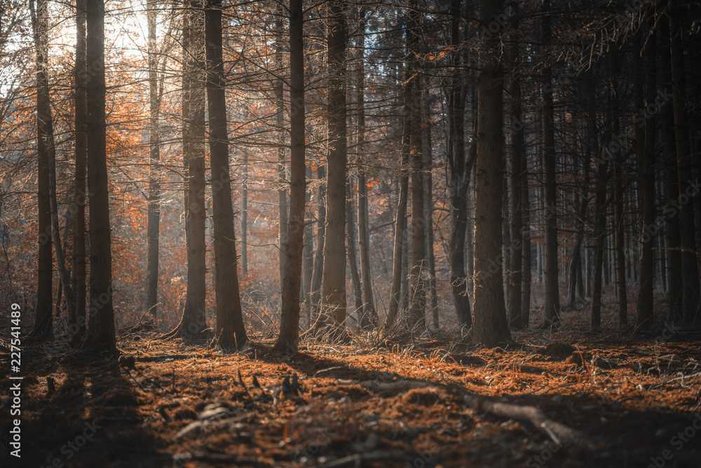 Sunshine through dark forest in autumn Sunshine through dark forest in autumn