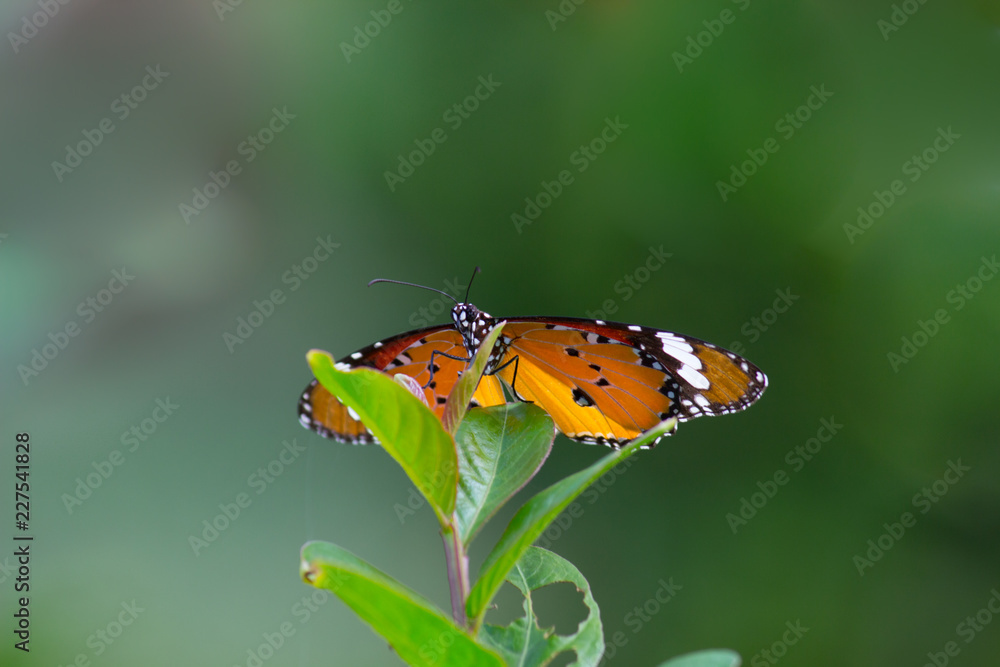 The Plain Tiger butterfly sitting on the flower plant with a nice soft background in its natural habitat The Plain Tiger butterfly sitting on the flower plant with a nice soft background in its natural habitat