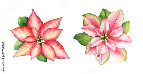 Watercolor red and pink poinsettia flowers with green leaves on white background photo