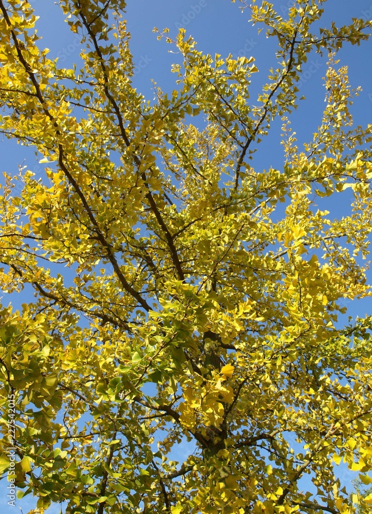 Ginkgo-Biloba Ginkgo-Biloba
