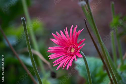 Fototapeta Naklejka Na Ścianę i Meble -  Beautiful Sunflowers blooming away so brightly in the garden with a nice soft background.