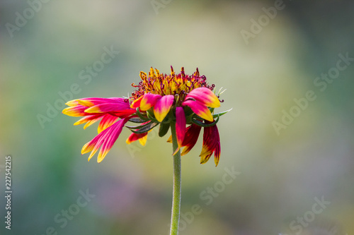 Fototapeta Naklejka Na Ścianę i Meble -  Red Sunflower blooming away on a beautiful spring day
