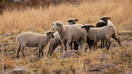 A small flock of sheep stands in a rocky meadow of winter brown grass.