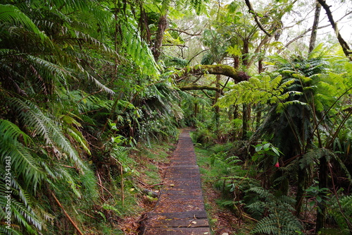 Sentier de randonnée à l'île de la Réunion