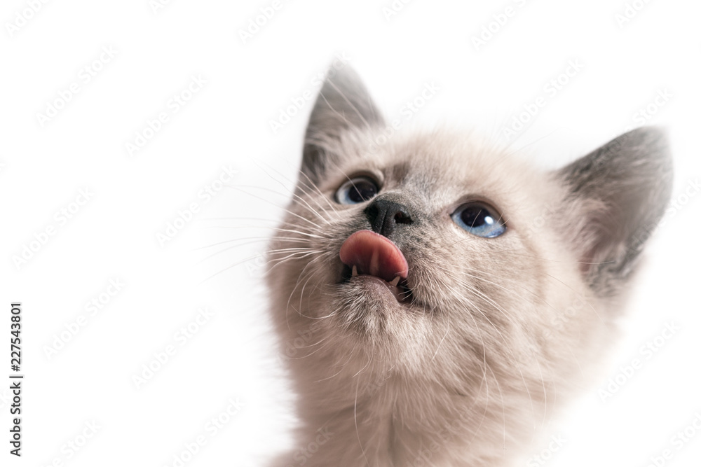 The head of a kitten with the put-out tongue The head of a kitten with the put-out tongue
