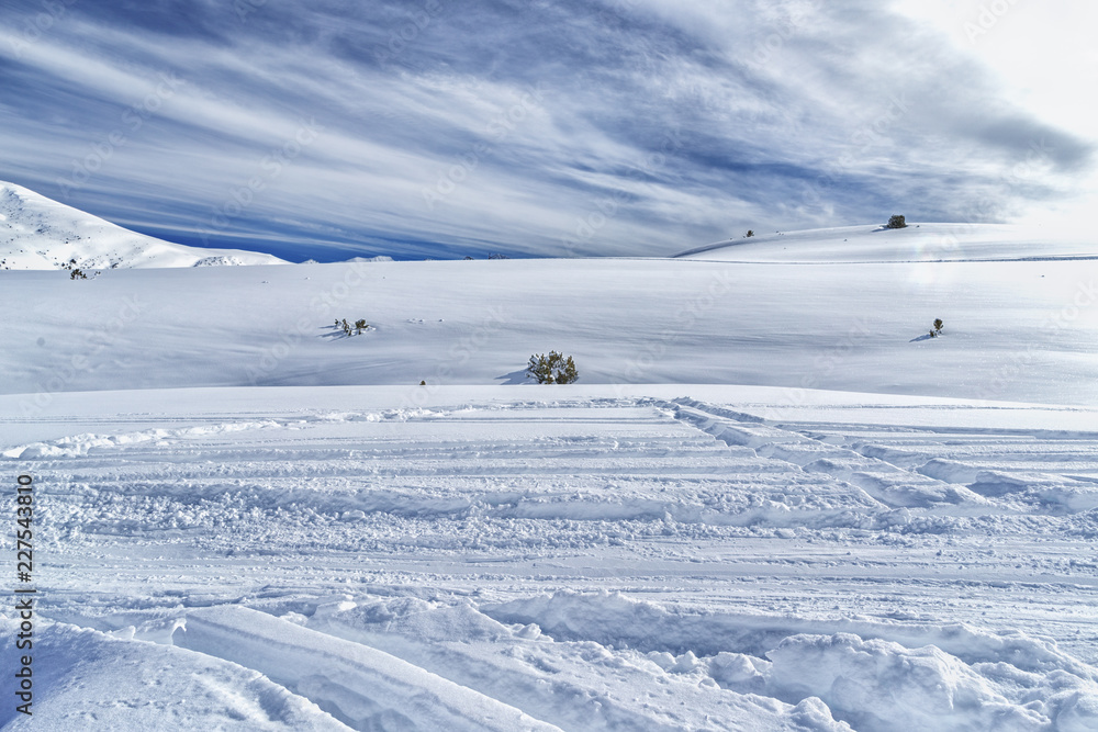 Ski slope for free driving with fir-trees in snow