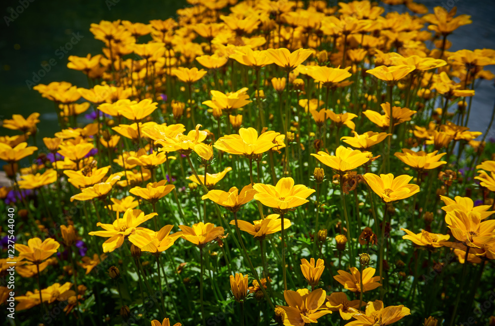 Obraz premium Beautiful flowers