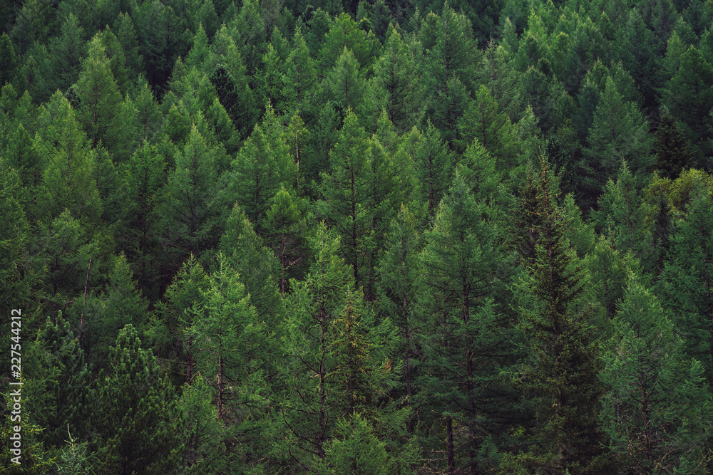 Detailed texture of conifer forest on hill close up. Background of tree tops on mountainside. Cones of conifer trees on steep slope with copy space.