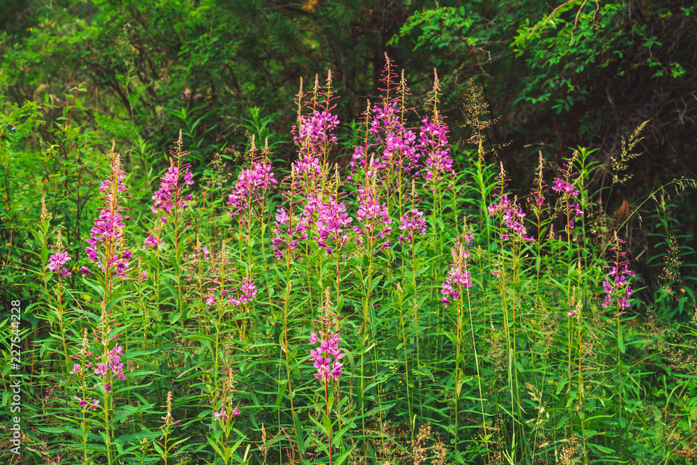 Beautiful pink flowers of fireweed close up among green grass.Epilobium or Chamerion angustifolium. Vivid blooming ivan tea with copy space.