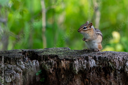 squirrel on a tree