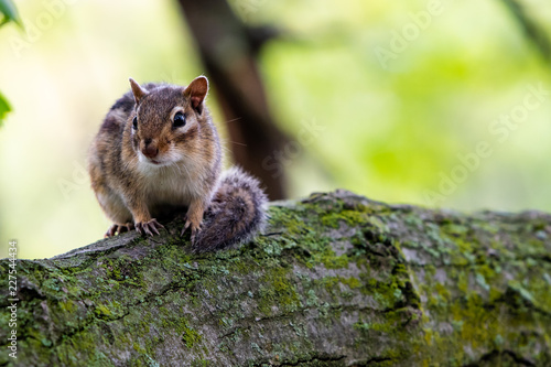 squirrel in the park