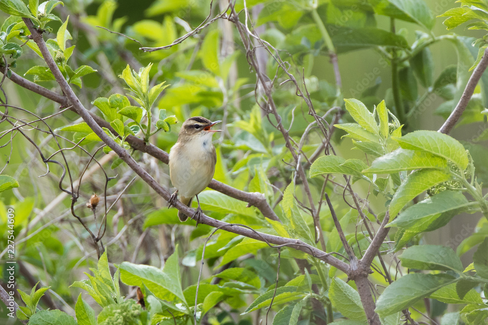Sedge Warbler (Acrocephalus schoenobaenus) Singing in a Tree Sedge Warbler (Acrocephalus schoenobaenus) Singing in a Tree