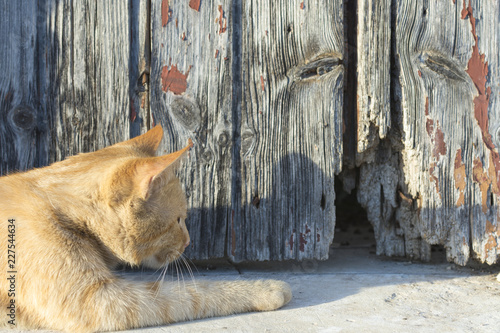 El gato naranja espera a su próxima víctima photo