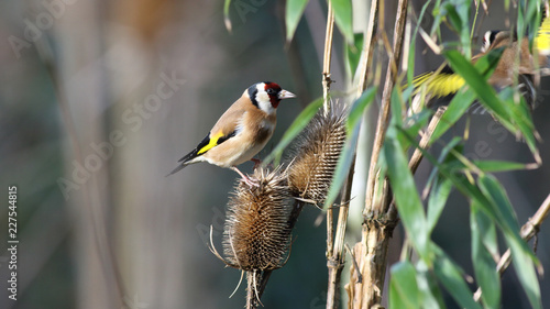 European goldfinch on thistle