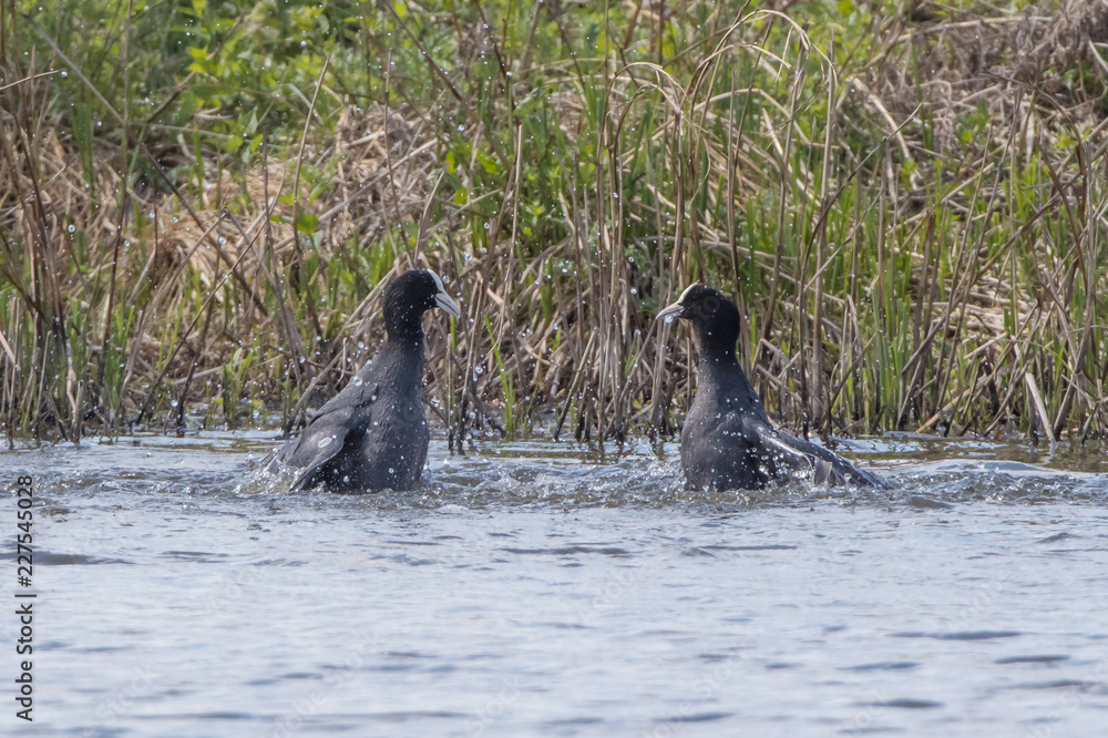 Obraz premium Coots Fighting