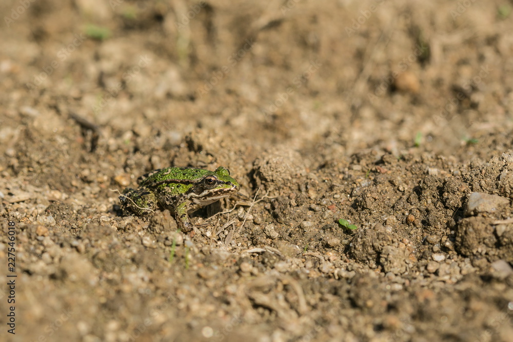 Green and brown edible frog, Pelophylax esculentus, sitting on dry soil in a field, sunny summer day, Europe