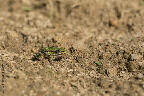 Green and brown edible frog, Pelophylax esculentus, sitting on dry soil in a field, sunny summer day, Europe