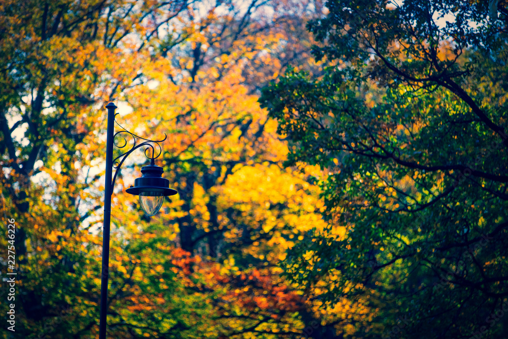 Old street lamp with tree branches on background. Autumn season Old street lamp with tree branches on background. Autumn season