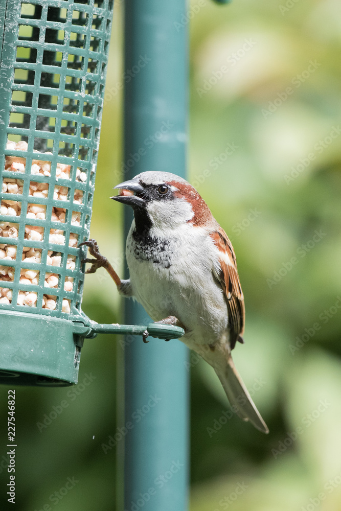 Naklejka premium Sparrow