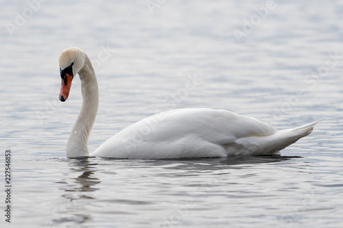 swan