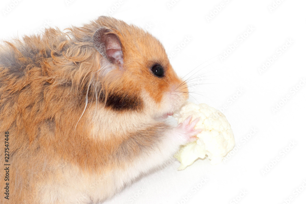 cute funny Syrian furry hamster eats cabbage cute funny Syrian furry hamster eats cabbage