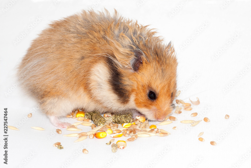 cute Syrian red hamster eats grain feed and treat for rodents cute Syrian red hamster eats grain feed and treat for rodents