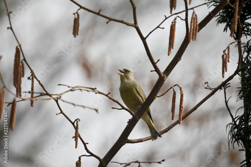 Grünfink singt ein fröhliches Lied in den Himmel