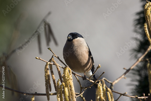 Dompfaff Weibchen sitz auf Ast und hält Ausschau photo