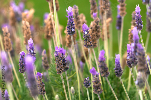 Blossoming lavender