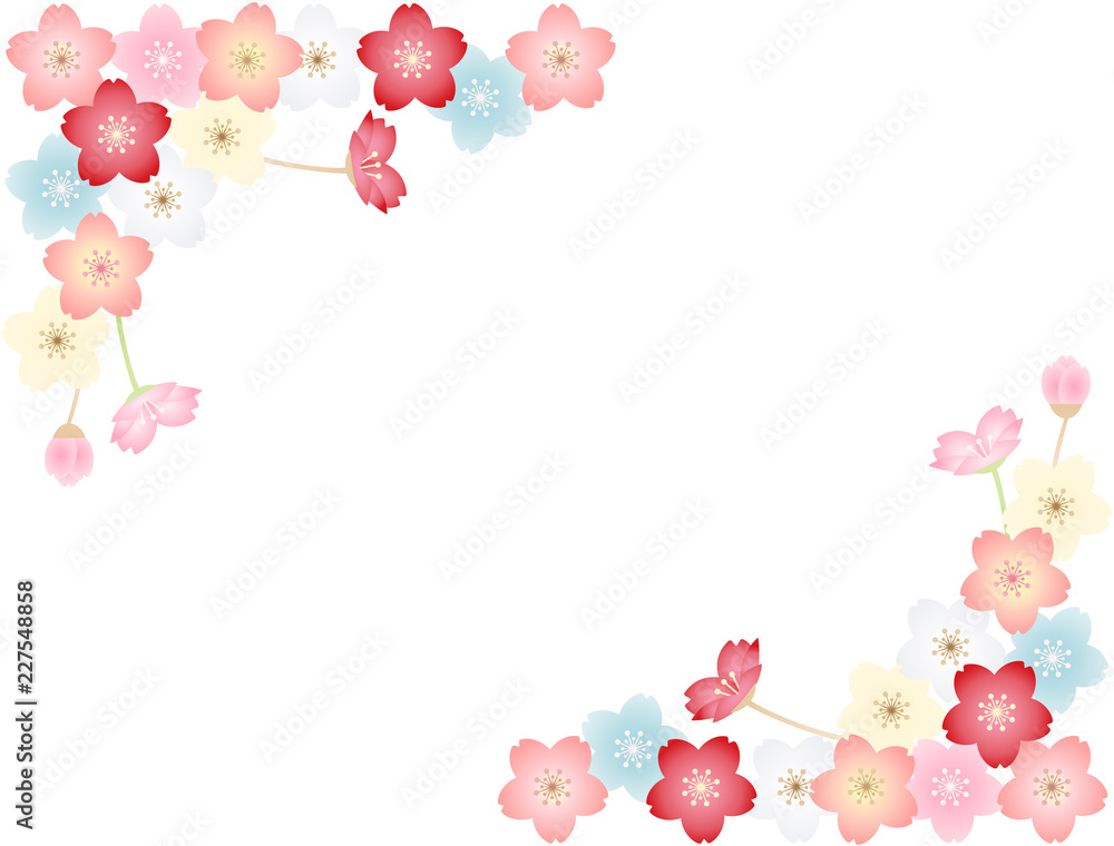 さくら11 さくら11